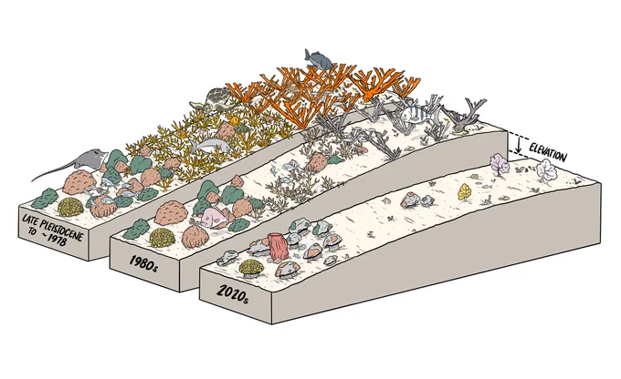 An illustration showing the types of corals and their density in the Caribbean at three different times: Late Pleistocene to about 1978, 1980s and 2010s.