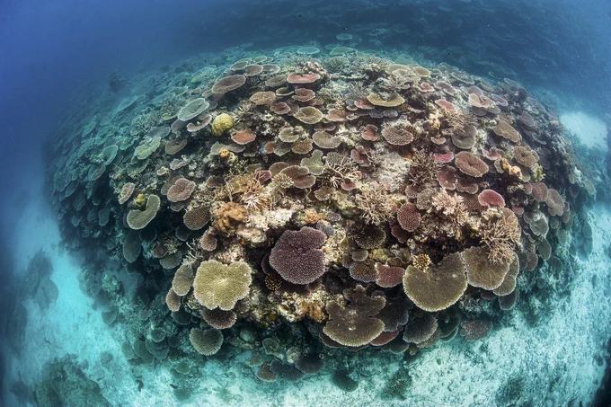 A large mound of vibrant corals underwater