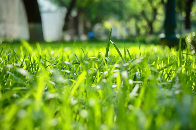 Close up of green grass with blurred trees and a shed behind it.