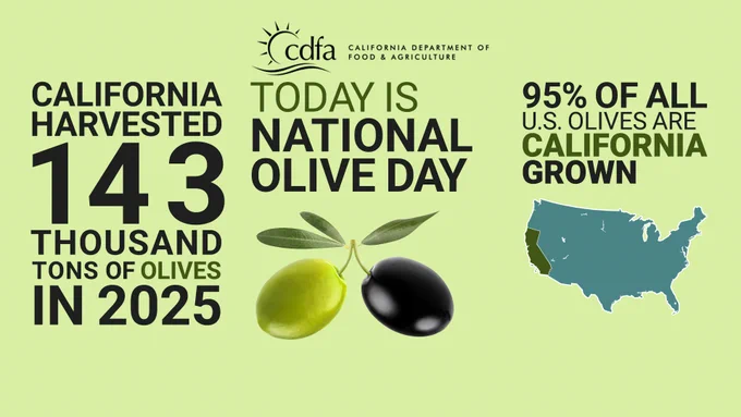 Image to celebrate National Olive Day. 
California Harvested 142 thousand tons of olives in 2025.
Today is National Olive Day!
95 percent of U.S. olives are California grown.