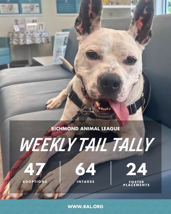 Smiling white dog on couch with leash; text overlay reads "Richmond Animal League weekly Tail tally: 47 adoptions, 64 intakes, 24 foster placements. www.ral.org"