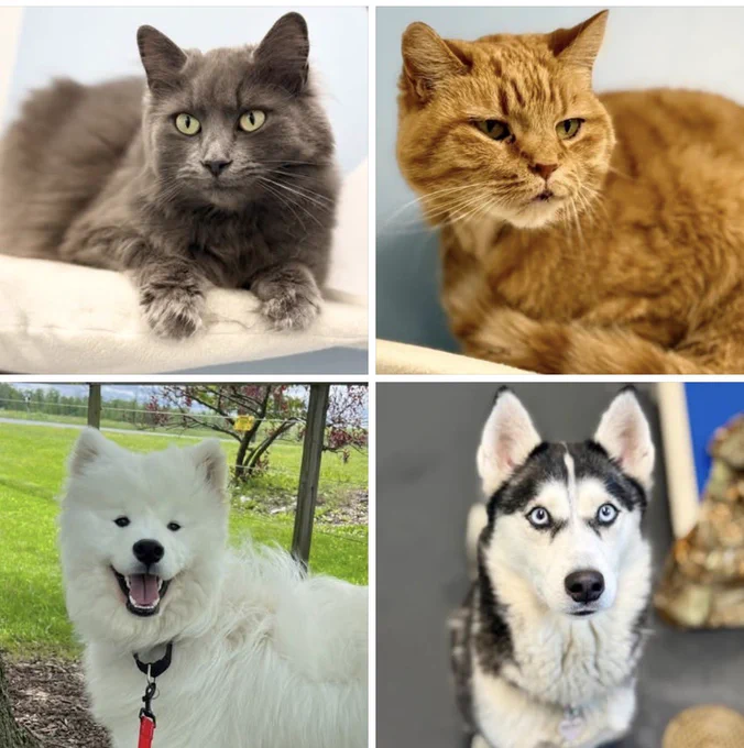 Two cat and two dog pictures