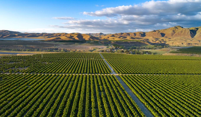An Olive plantation in Bakersfield, CA.