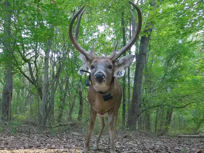 A deer with large antlers stands in a lush, green forest, wearing a collar and tags labeled "46" on its ears. The forest background includes numerous trees and undergrowth.