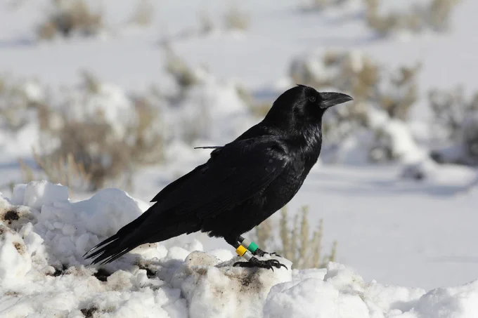 A raven with a shiny black plumage standing on a snow-covered ground. It has colorful identification bands on its legs. The background is an out-of-focus snowy landscape with sparse vegetation.