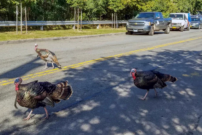 Three turkeys walking across a road as vehicles, including a black pickup truck and a white SUV, wait in the background. Trees and guardrails line the side of the road.