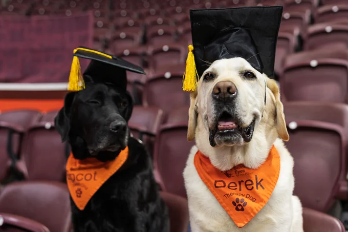 Therapy dogs Epcot and Derek with graduation caps on
