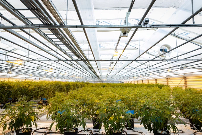 A large indoor greenhouse filled with rows of cannabis plants under a metal framework and bright ceiling lights.