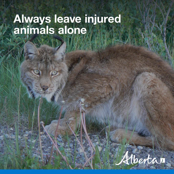 image depicts a stressed lynx in an alert crouch in a grassy area. Text reads Always leave injured wildlife alone with the white Alberta logo in the bottom right corner.