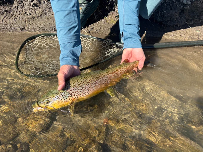 Person gently releasing a brown trout into the shallow water of a Montana River with a fishing net nearby.
