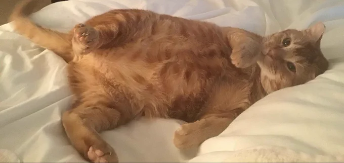 Ollie is a very soft looking ginger cat, lounging on their back with tootsies in the air on a white duvet. He licks one of his front paws. 
