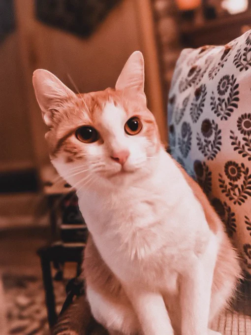 Freya is a sweet little ginger and white cat with big, round yellow eyes, sitting upright on a sofa with her head angled to the side, looking inquisitive.