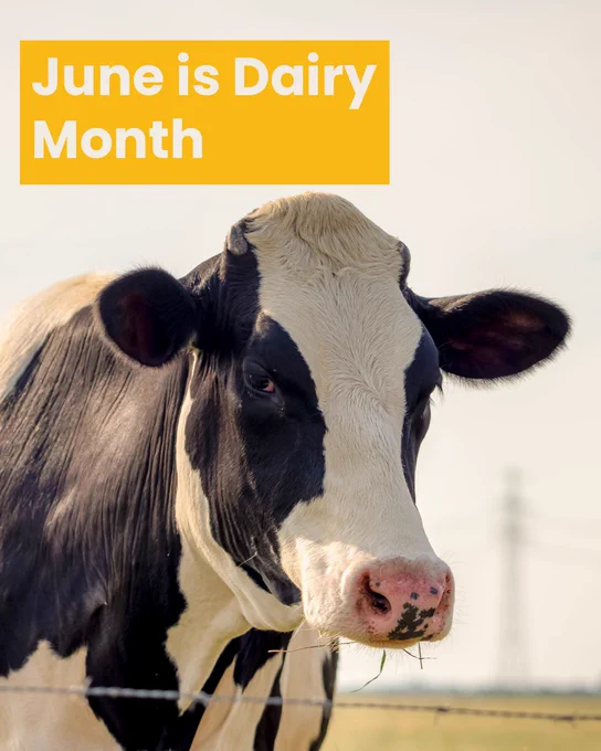 Close-up of a black and white dairy cow standing in a field under soft daylight, promoting June as Dairy Month.