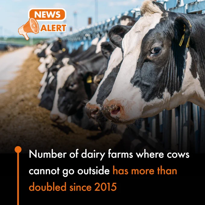 Text reads:
NEWS ALERT

Number of dairy farms where cows cannot go outside has more than doubled since 2015

The investigation by the Bureau of Investigative Journalism (BIJ) has found there are now at least 180 dairy farms in the UK where cows have no access to the outdoors.

Image description: Cows eating in indoor barn with cow at the front looking into camera