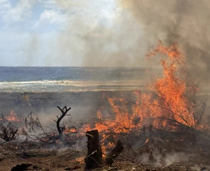 Flames and smoke rising from a prescribed burn that is burning dry vegetation near a body of water under a cloudy sky.