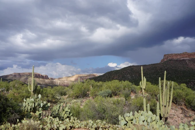 Desert landscape with tall saguaro cacti and prickly pear plants under a dramatic cloudy sky.