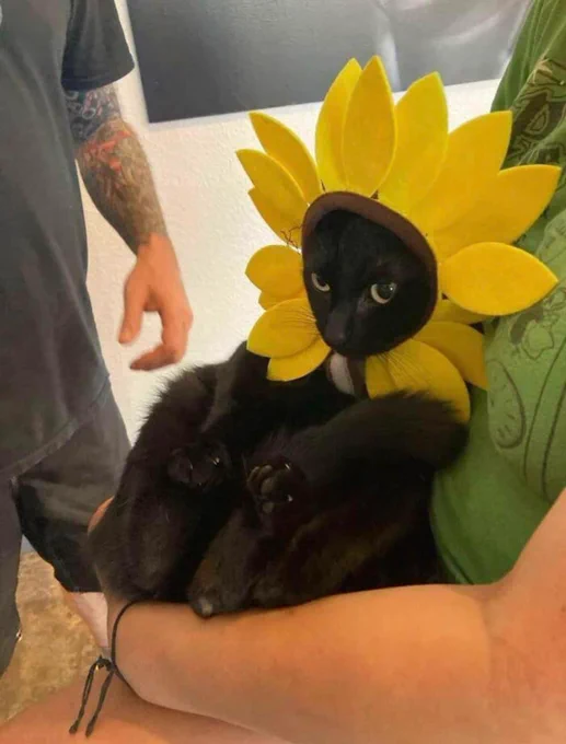 Gato preto no colo de uma pessoa de pé e usando uma tiara ao redor da cabeça com pétalas amarelas igual um girassol onde o rostinho dele é o miolo do girassol