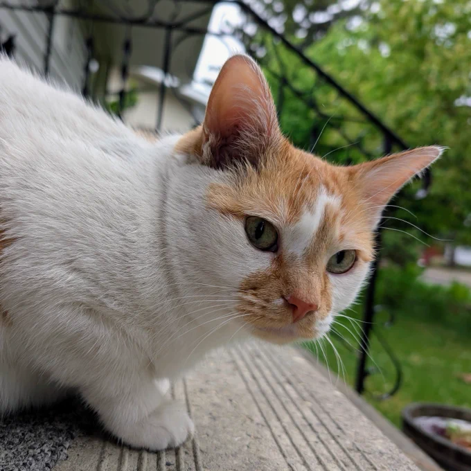 Cheddar sits low on the step, looking towards the camera as he watches the rain. 
