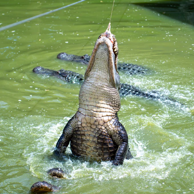 An alligator is rising out of green water in the Gator Pond in Wild Florida Adventure Park with its jaws open, appearing to reach for food on a string. Other alligators are partially submerged in the background.