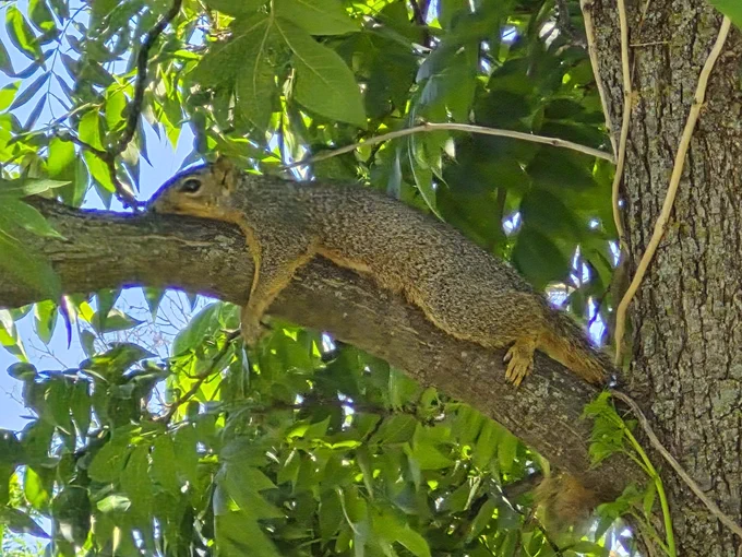 A squirrel laying on its belly up on a tree branch, with its front paws dangling downward 