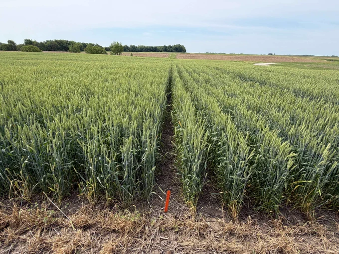 A field of green wheat.