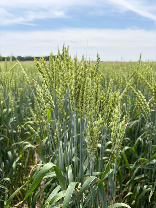 Close-up of green wheat stalks growing densely in a vast field under a partly cloudy sky.