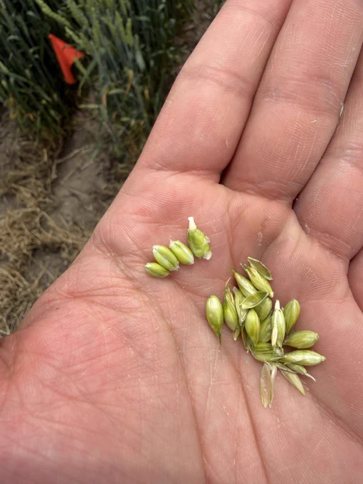 A human hand holds developing wheat kernels.