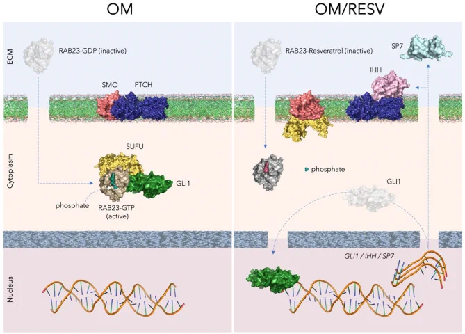 Fig. 6. Proposed model of the IHH signaling pathway modulation by RAB23-GDP, -GTP and -Resveratrol molecular interactions. The rendered images represent the functional state of RAB23 protein (active or inactive) according of molecular docking with GDP, GTP and Resveratrol, and its impact in the IHH gene transcription (promotion or inhibition) induced by GLI1 transcription factor, in l-PDLCs cultivated in osteogenic medium with and without resveratrol pretreatment (OM and OM/RESV groups, respectively).