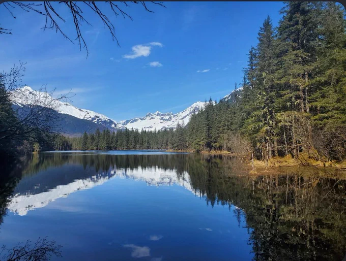 Snow-capped mountains reflected in a calm forest lake beneath a bright blue sky, framed by evergreen trees and bare branches along the shoreline in the Tongass National Forest.