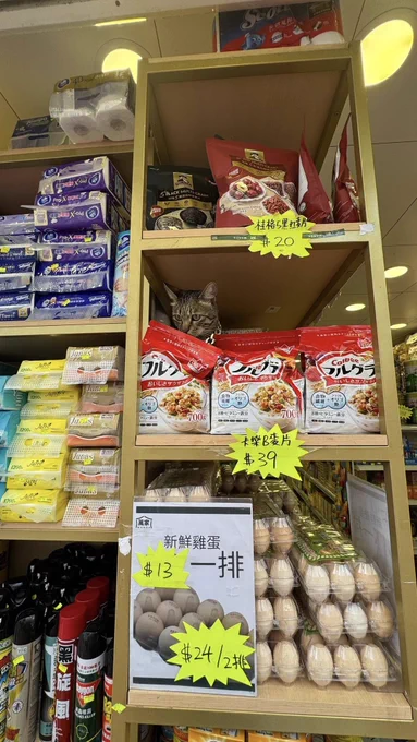 A cat on a packed convenience store shelf.