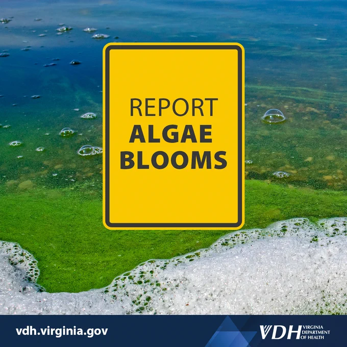 Yellow sign reading 'Report Algae Blooms' over water with visible green algae and foam on the surface.