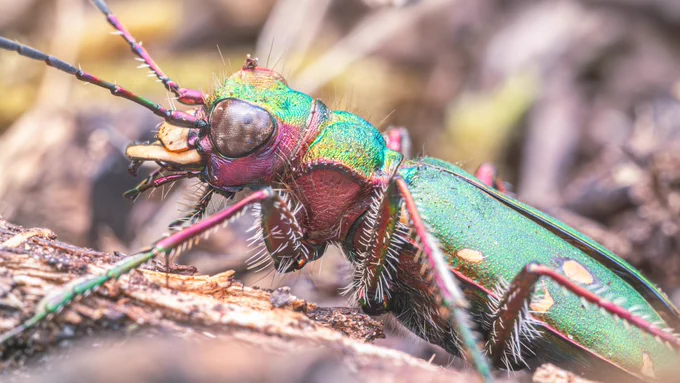 Side on macro shot of a green tiger beetle, a metallic green beetle with flashes of pink, and cream spots.