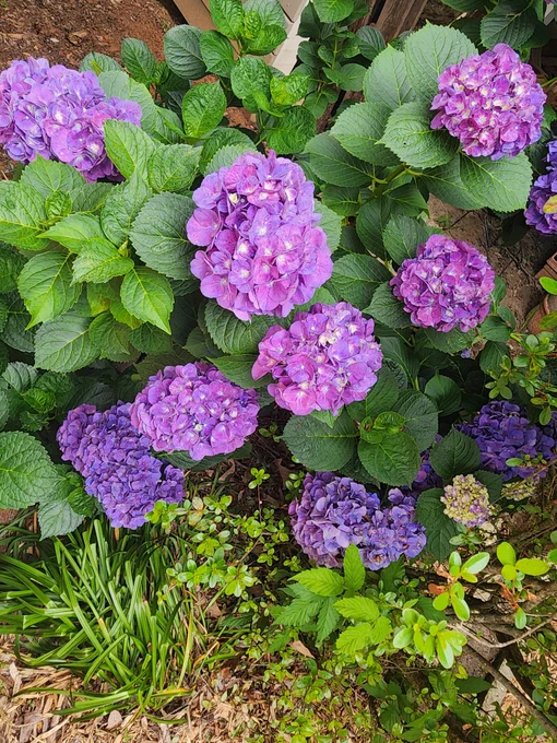 beautiful blooms 