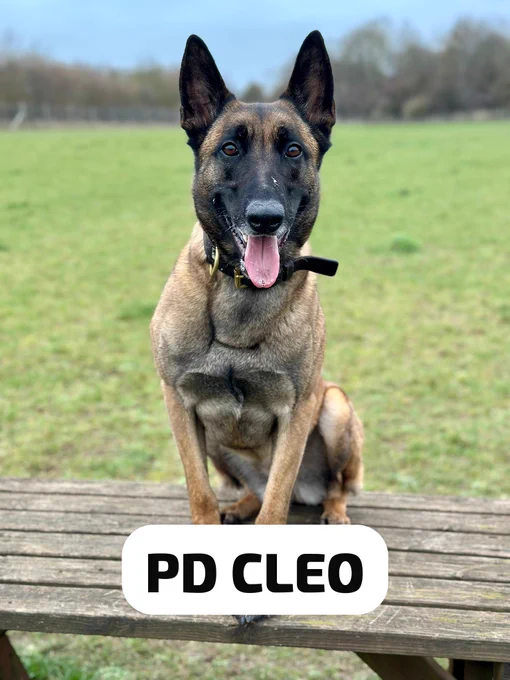 PD Cleo, a Belgian Malinois police dog, sitting on a wooden bench outdoors.