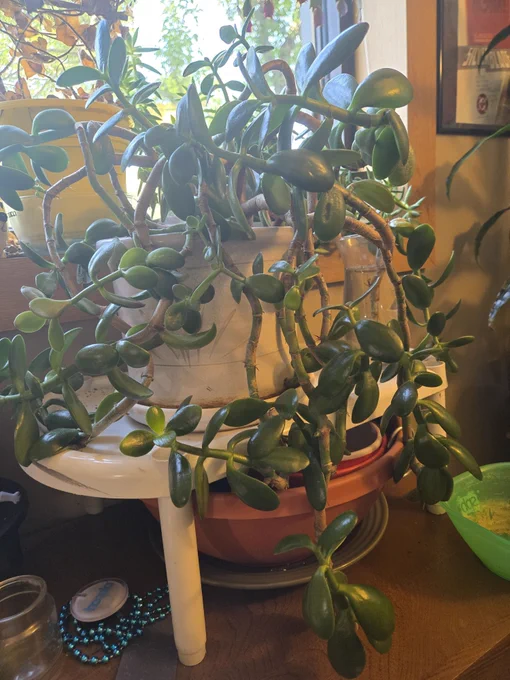 Gwyneth, the Jade plant.