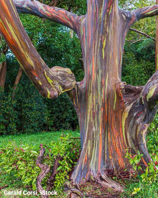 A photo of a rainbow eucalyptus. Its bark is pale grayish in color, peeling to reveal dazzling shades of yellow-green, orange, and purple. 