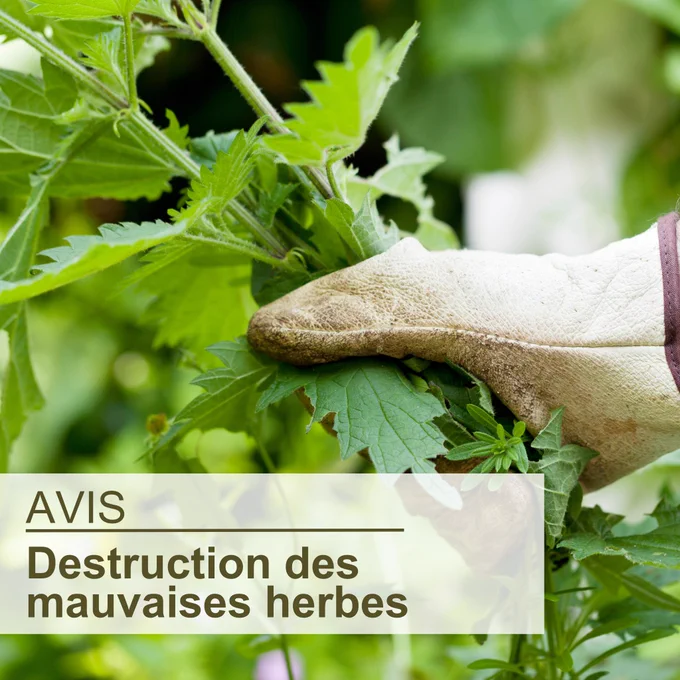 Un gros plan sur la main d'une personne, portant un gant de jardinage protectif, tenant une plante de mauvaise herbe; le texte superposé en bas à gauche indique « Avis, Destruction des mauvaises herbes »