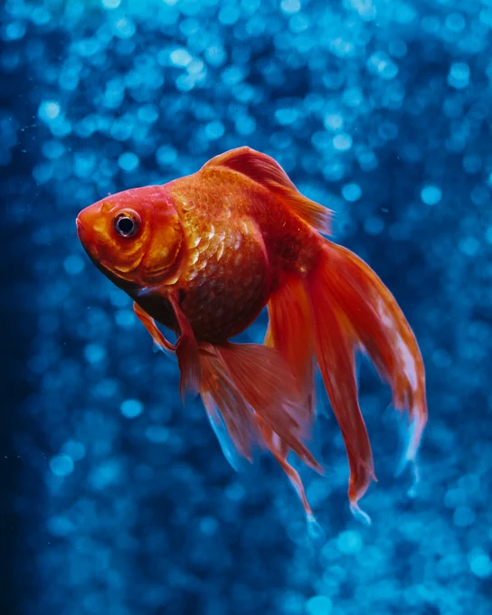Goldfish swimming