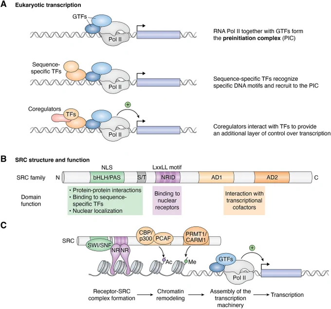Figure 1. SRCs: structure and role in transcriptional regulation.