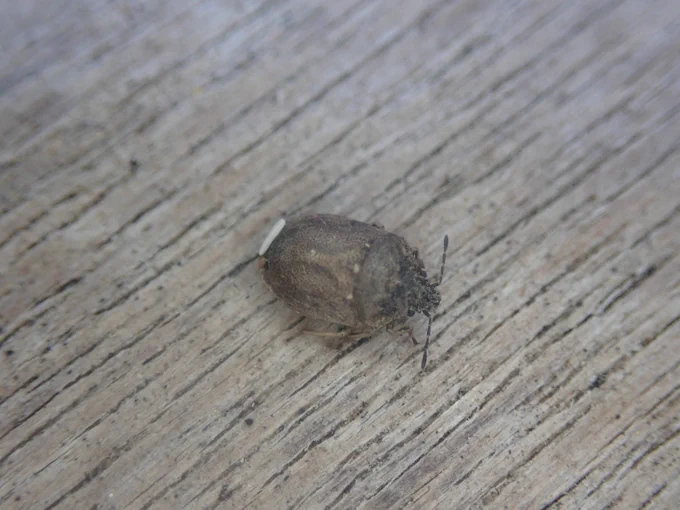 Turtle Shieldbug