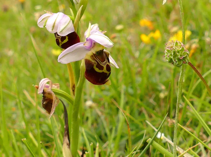 Late Spider Orchid, East Kent.