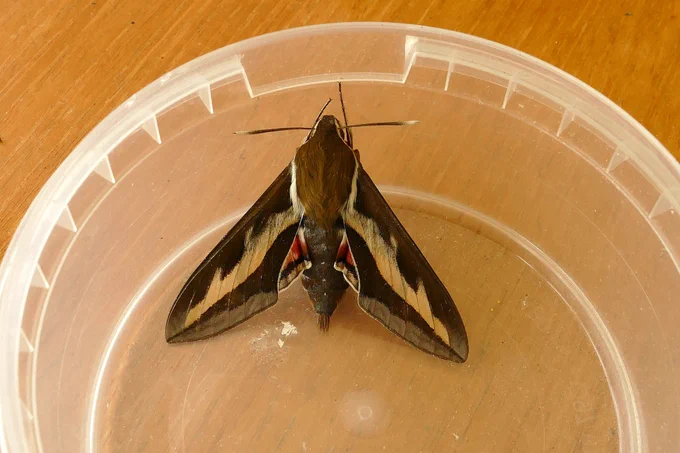 Bedstraw Hawk-moth, Ruckinge, Kent. Thank you BB for allowing viewing.