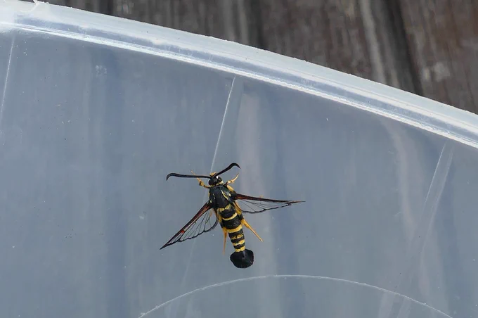 Yellow Legged Clearwing. Kent.