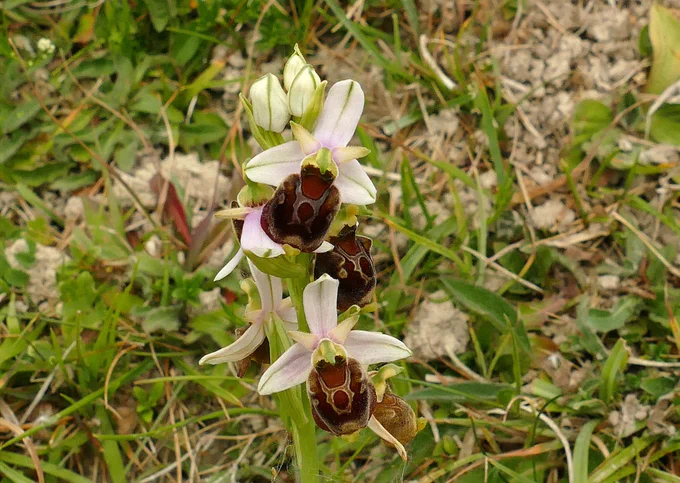 Late Spider Orchid, East Kent.