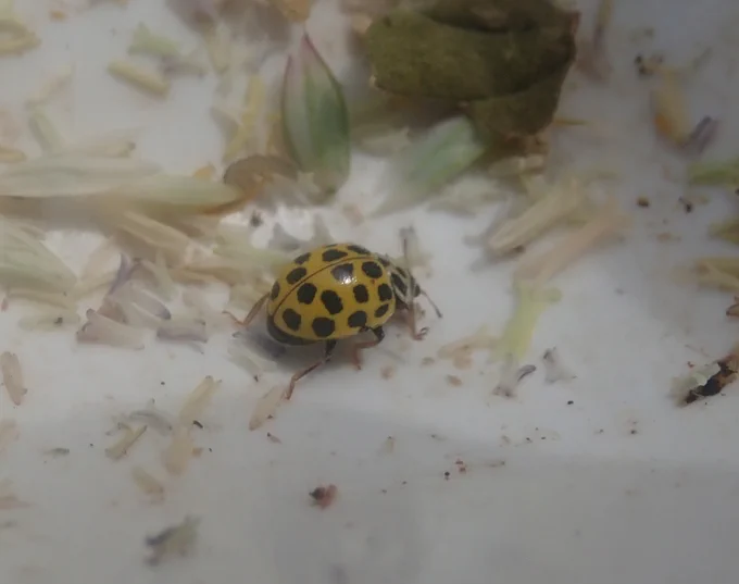 22 Spot Ladybird