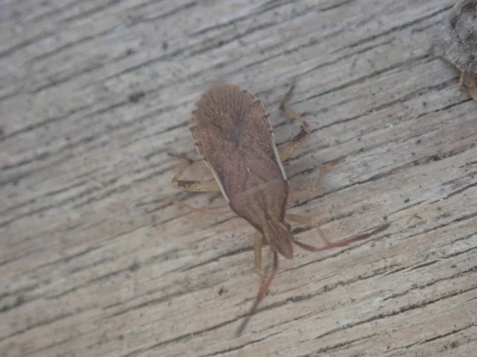 Slender-horned Leatherbug