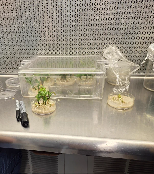 14 day old sterile corn seedlings.  Tissues will be used for transformation 
