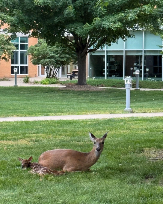 Doe and spotted fawn resting on the grass outside Founders Residence Hall at UIS.