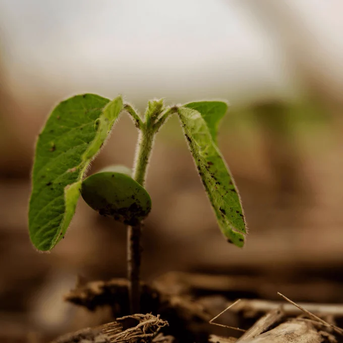 Soybean plant that has just sprouted from the ground. 