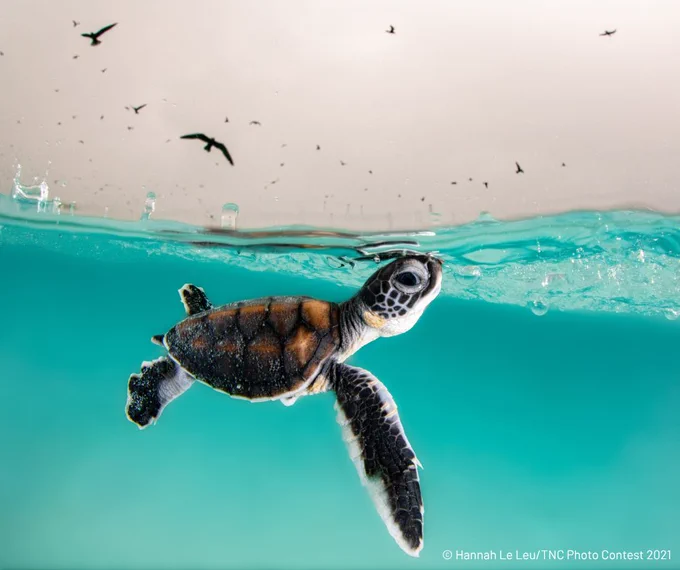 A young sea turtle swims just below the water's surface, with its head emerging into the air. Above, several birds fly against a soft, cloudy sky backdrop. 